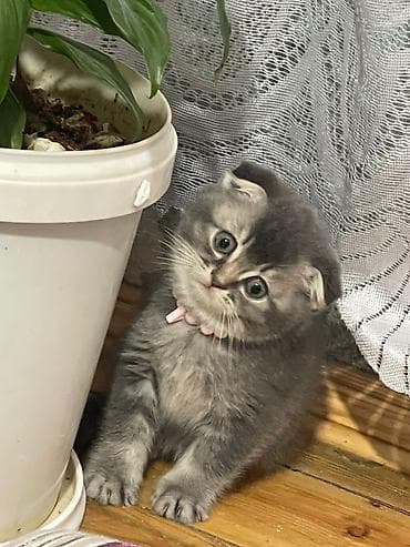 pişik 1 azn: Şotland — 3