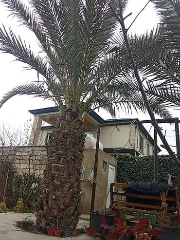 zeytun agaci: Xurma ağacı satılır. qiymət 1 ağac 10000-nə deyirəm öz həyətimizin — 6