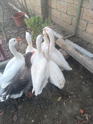 qiz it adlari: Qaz sürüsü – ağ və bir ədəd boz rəngli - Növ: ev qazı - Rəng: əsasən — 2