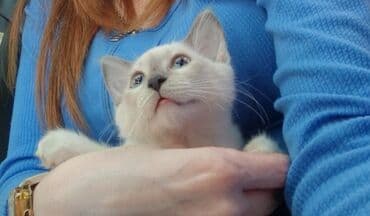 pişik cins: Dişi, Pulsuz çatdırılma — 7