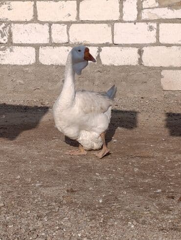 Gəmiricilər: Dişi, | Xolmogor, Damazlıq, Ödənişli çatdırılma — 3