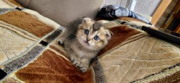 pişik cutləşdirmək: Şinşilla, Erkək, Dişi, Yaxşı əllərə, Pulsuz çatdırılma — 8