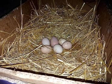 xoruz gence: Brahma cins toyuqlar və xoruzlar 2 - Növ: Brahma (iri bədənli, lələkli — 8