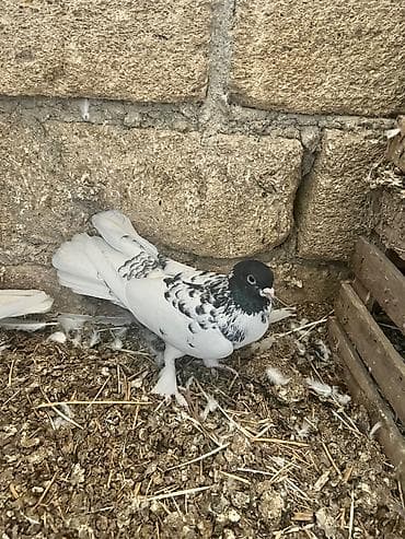 18 tük erkəy qarabaş