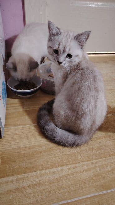 van pişiyi qiymeti: Britan yastı qulaq, Erkək, Dişi, Yaxşı əllərə, Ünvandan götürmə, Pulsuz çatdırılma, Ödənişli çatdırılma — 8