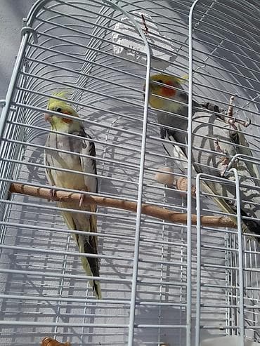 mal bazari: Salam iki ədəd erkən disidi üçün tam dəst qəfəs əla quslardi işimizlə — 4