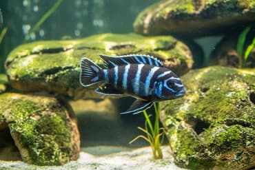 oskar balığı: Cixlid balığı, Yırtıcı, Ünvandan götürmə, Pulsuz çatdırılma, Ödənişli çatdırılma — 1