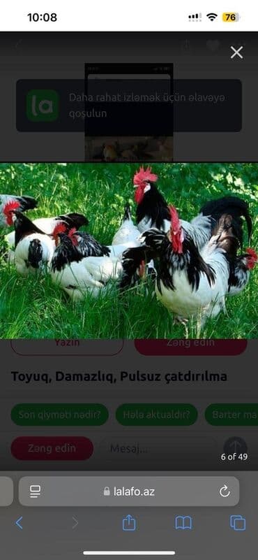 zümrüd ördək: Самец, | Linda, Для яиц, Бесплатная доставка — 14