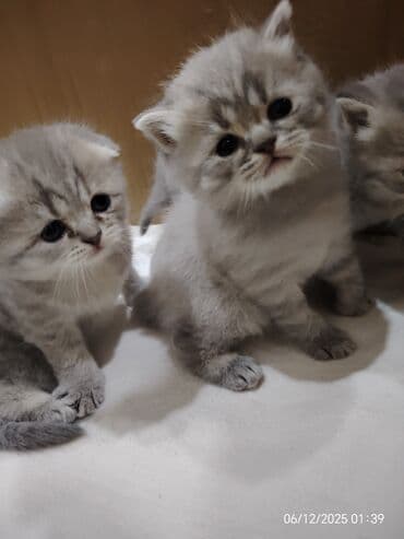 İtlər: Boz rəngli balaca pişiklər – yumşaq tüklü, iri qara gözlü, qısa — 4