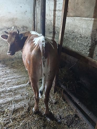 iri buynuzlu heyvan: Ətlik kök dişi dana.Ünvan:Berde rayon — 2