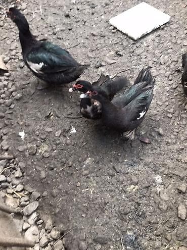 Muscovy ördəkləri və qarışıq yerli ördəklər satılır. Her qiymete var