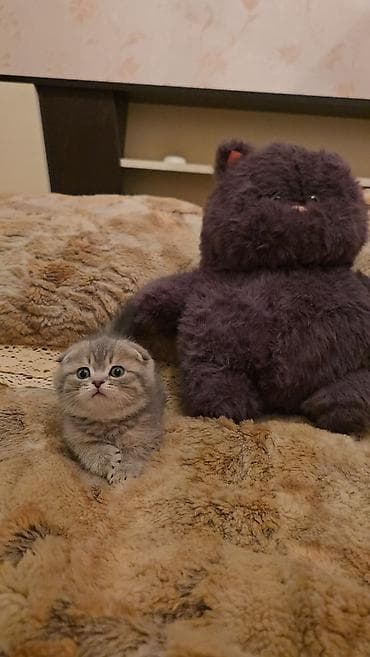 pisik latoku: Şotland — 7