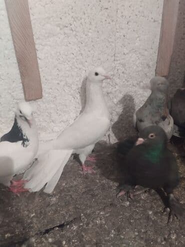 Toyota: Ağ Erkəy 18 Tük — 2