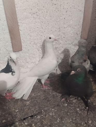 Digər heyvanlar: Ağ rəngli göyərçin - Tamamilə ağ lələklər, zərif uzun quyruq - Zərif — 2