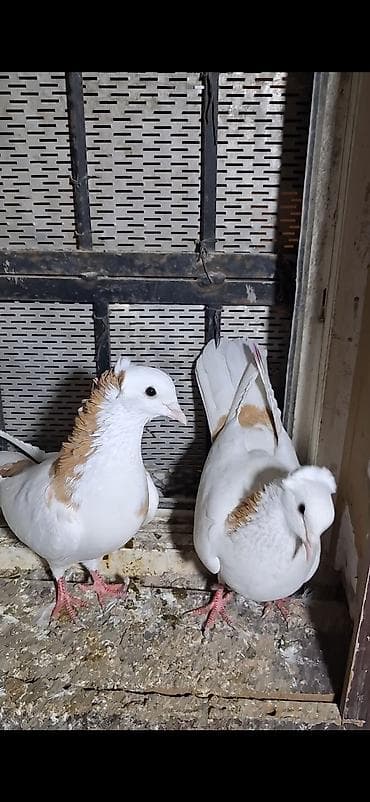 Ağ rəng üstünlük təşkil edən, qızılı-qəhvəyi ləkəli dekorativ göyərçin