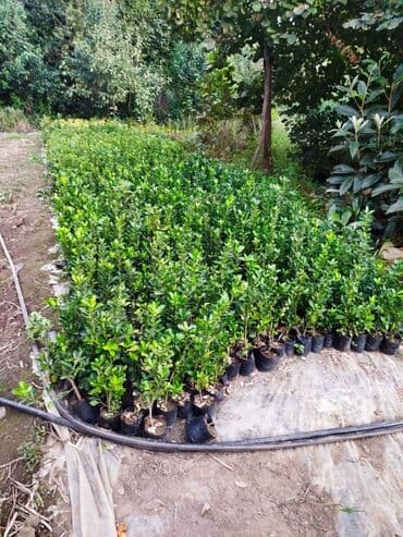 tut aragi satilir: Dekorativ agaclar — 5