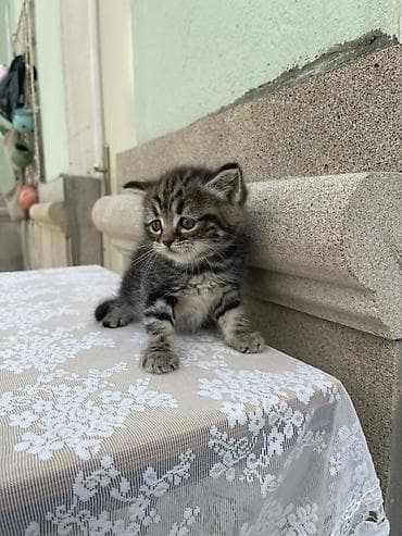 anqora pisik: Dişi, Yaxşı əllərə — 6