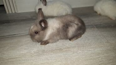 hinduşqa cücəsi: Miniatür dovşan balaları - Növ: dekorativ miniatür (cücə) dovşanlar - — 6