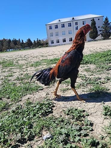 broyler yemi qiymeti: Sahibləndirilir — 5