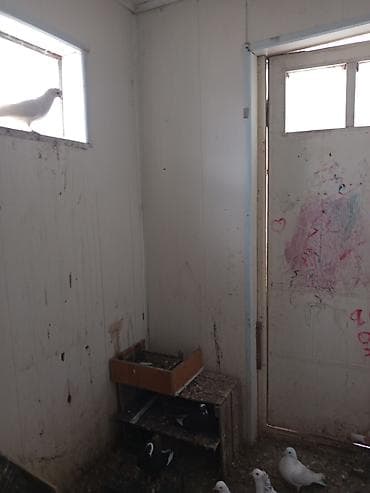 goyercinlər: Məhsul: Ev göyərçinləri (qarışıq rəng və cinslər) Təsvir: - — 3