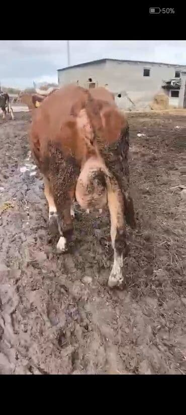 inek adlari azerbaycan: 2-ci balasidi erkek balasi var 25 südü var 6500 azn — 2