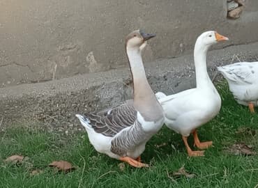 Dişi, Damazlıq, Ünvandan götürmə