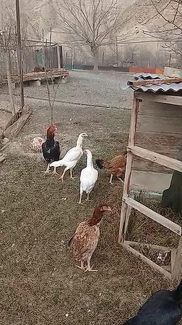 Balıqlar: Türk cinsi döyüşkənlər.1yaş yarımlıqdılar.1xoruz 4 fərə .xoruz 70 — 2