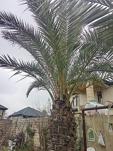 zeytun agaci: Xurma ağacı satılır. qiymət 1 ağac 10000-nə deyirəm öz həyətimizin — 4