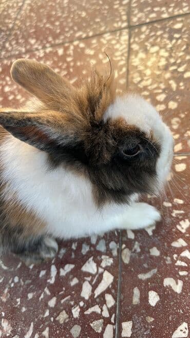 Akvariumlar: Satılır: İki sevimli karlik dovşan balası 🐇.Dişi dovşanımız ağ rəngdə — 5