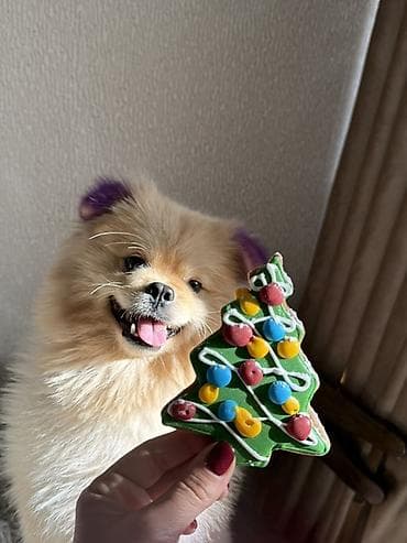 alman afcarkasi bala: Cutleshme 2 yash spitz ve cao cao — 2