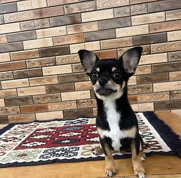 İtlər: Çixuahua, 6 ay, Erkek, Peyvəndli, Ödənişli çatdırılma — 1