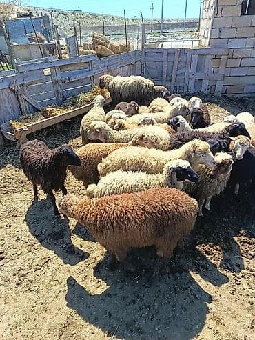 22 Ekey 3 dişi quzu kom satilir 260 manat — 3