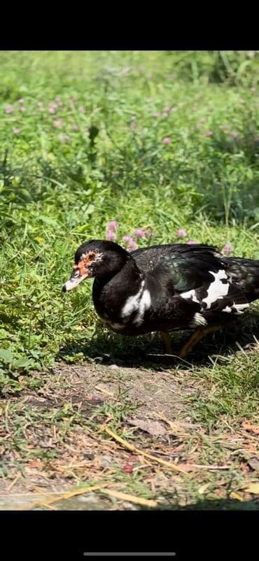 ana arı satışı: Muscovy ördəyi (indoutka) – qarışıq qara-ağ lələklər, qırmızı karnizli — 6