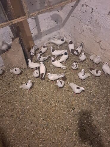 heyvanlara verilen xususi adlar: Uçuşçu qövlar – müxtəlif rənglərdə və naxışlarda ev göyərçinləri - — 6