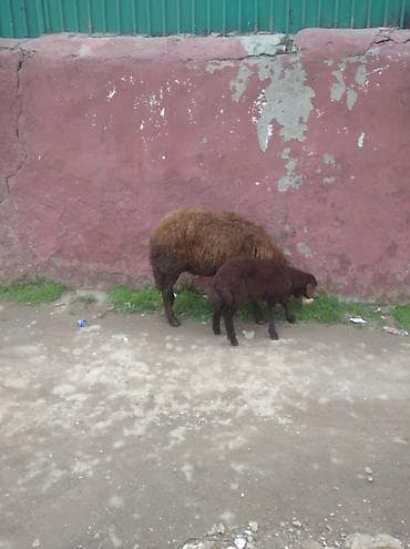 Другие с/х животные: Ana bala qoyun balası disdi qoyun morkaramandi buynuzlu qoyundu qoyun — 3