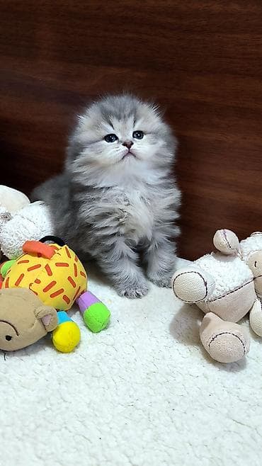 Şotland uzun tüklü