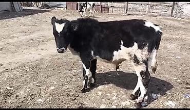 heyvanlar və balaları: Erkek buzov 3 ayliqdi — 2