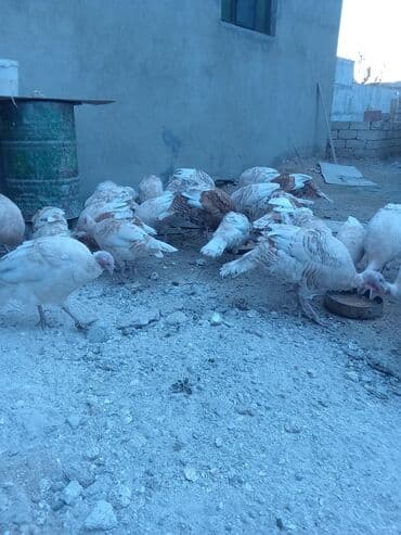 hələb keçisi haqqında məlumat: Öz həyətimdə saxladığım hinduşkalar ətlik və damazlikdir. 60.manatdan — 7