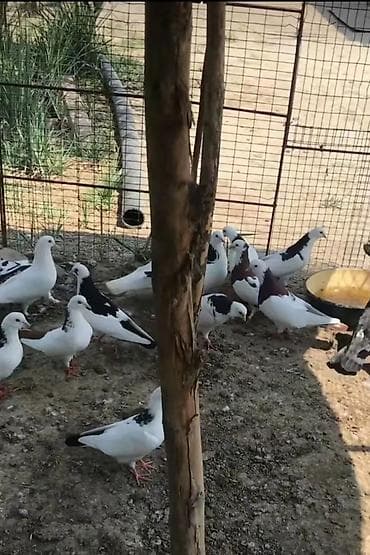 Saxlanılan quşxanada rəngbərəng naxışlı göyərçinlər dəsti - Növ: ev