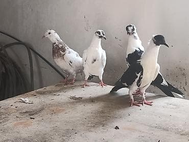 pidbul balası: 1əbrəş maya-1 göy quyruq çilbaş maya-2dənə baladan çıxma qarabaş — 8