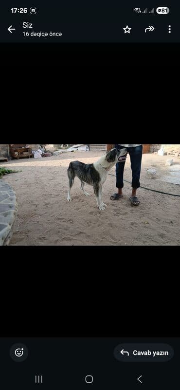 дрессировка собак баку: İt – böyük ölçülü, güclü bədən quruluşlu, qısa tüklü. - Rəng — 2