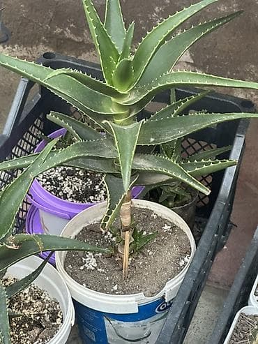 ciledagi bitkisi: Aloe (sukkulent) – dekorativ otaq və balkon bitkisi. - Qabda əkilmiş — 1