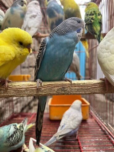 geref qusu rus dilinde: Papuqaylarr — 6