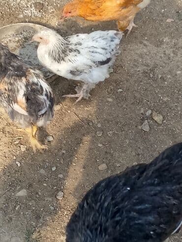 sumatra toyuqlari: Toyuq, Australorp, Damazlıq — 4