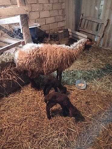 Mal-qara: Salam əkiz balalar hər ikisi dişidir.tək bala olan erkəkdir.hər 3 — 4