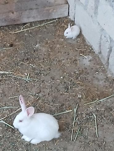 su samuru: Salam dovşanlar satılır Ünvan Kürdəxanı Özləri sərbəst qidalanır Tam — 3