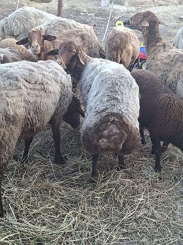 qaban eti: Sekilde gorduyunuz 3 cavan disi qoyun satilir 1 ay olar ber yeyibler — 3