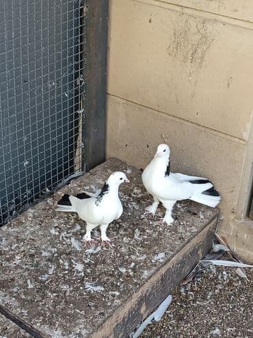 goyercin yuvasi satilir: Ikisidə erkəydi biri 45m — 3