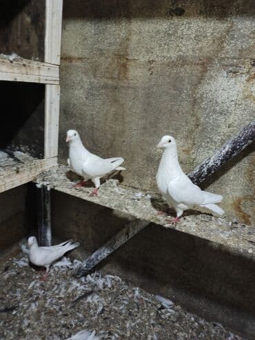 Tam sağlam hazir yumtaya doyler