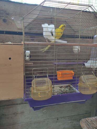 Şampunlar: Hazir albinos ağ Qirmizi göz sari qara göz qəfəssiz 35 Azn Bala — 2